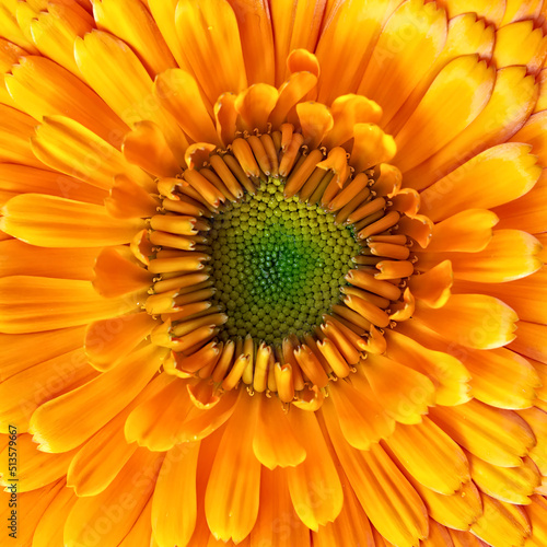 Bright orange marigold flower top view closeup, as a natural background.