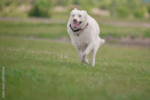husky running