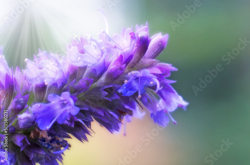 Selective focus of flowers of Lavandula stoechas in the garden. The Spanish lavender is a species of the flowering plant. Nature floral background. Bunch of lavender flowers.