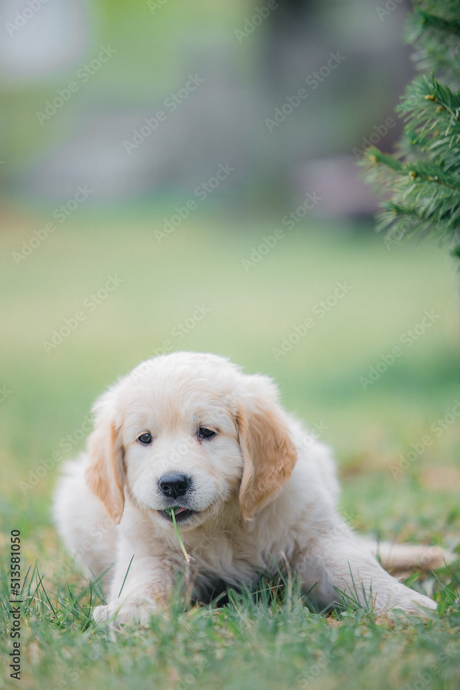 Happy golden retriever puppy sitting on the lawn in spring Happy golden retriever puppy sitting on the lawn in spring