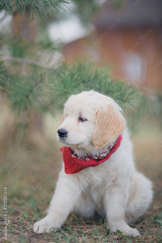 Happy golden retriever puppy sitting on the lawn in spring Happy golden retriever puppy sitting on the lawn in spring