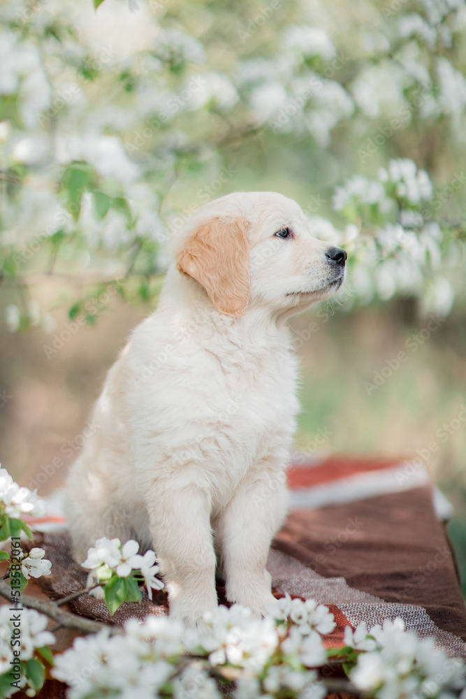 Golden retriever puppy in flowers