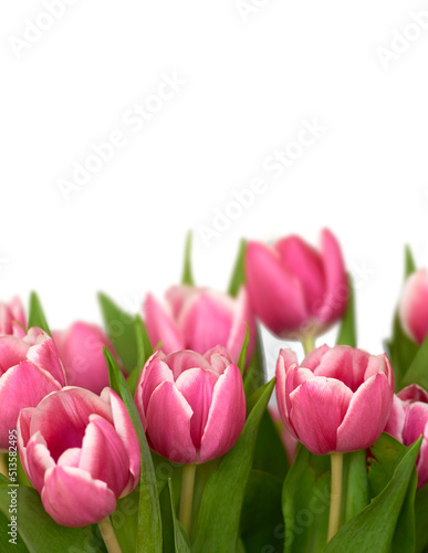 Closeup of beautiful bunch of pink tulips isolated against white background with copyspace. Macro view of vibrant colorful pastel flowers, plants with green leaves. Mothers day, valentines, birthday