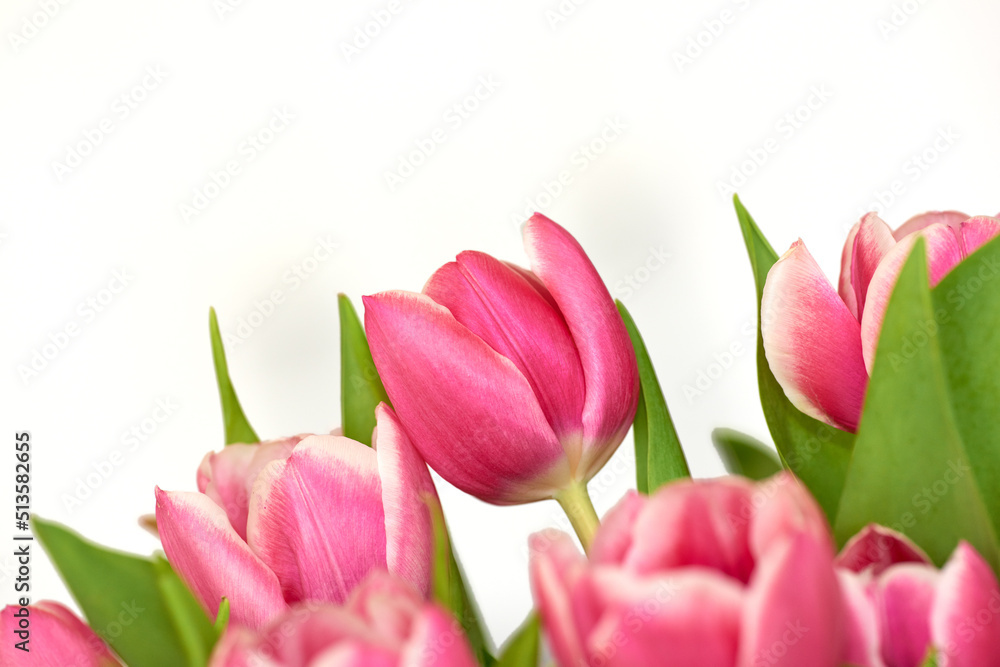 Closeup of a bunch of tulips isolated on white background. Bouquet of floral scented bright pink flowers with green leaves. Colorful vibrant flower plants for Mothers day, valentines or birthday gift Closeup of a bunch of tulips isolated on white background. Bouquet of floral scented bright pink flowers with green leaves. Colorful vibrant flower plants for Mothers day, valentines or birthday gift