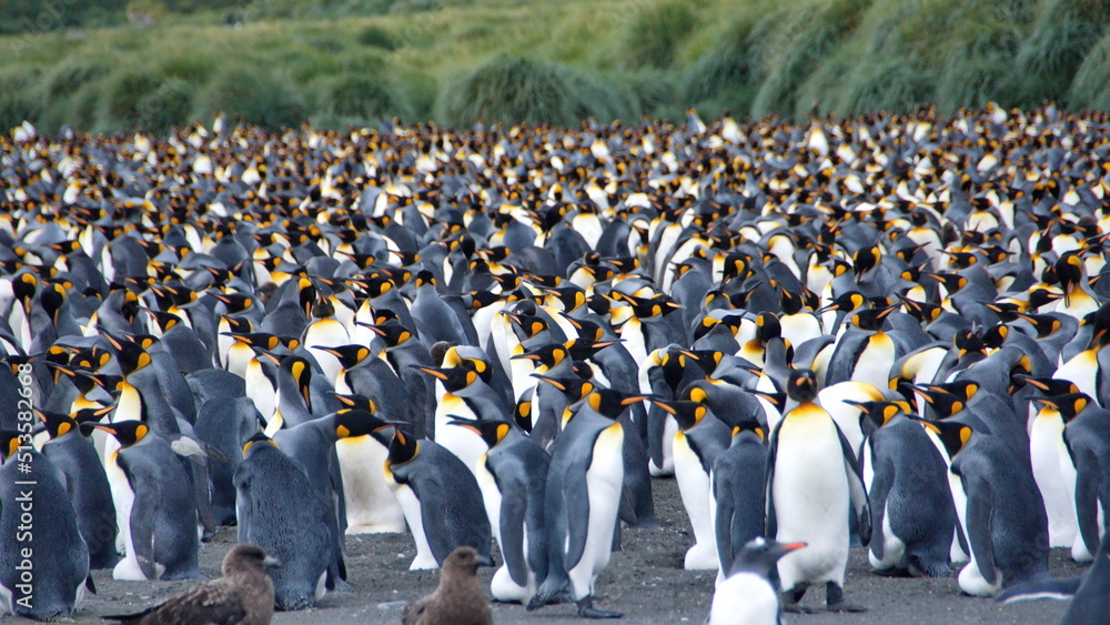 Obraz premium King penguin (Aptenodytes patagonicus) colony at Gold Harbor, South Georgia Island