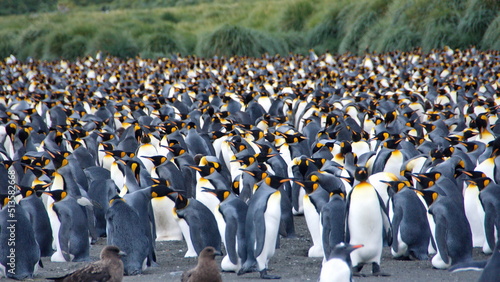 Fotografering King penguin (Aptenodytes patagonicus) colony at Gold Harbor, South Georgia Isla