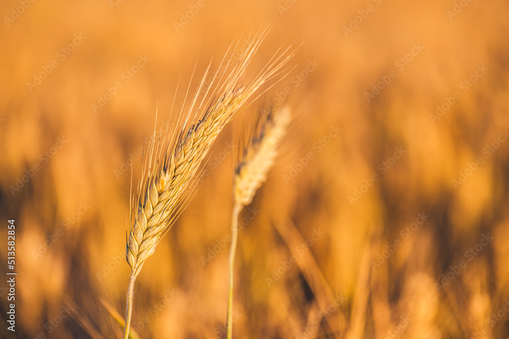 Wheat field sunset. Ears of golden wheat closeup. Rural scenery under shining sunlight. Close-up of ripe golden wheat, blurred golden Harvest time concept. Nature agriculture, sun rays bright farming Wheat field sunset. Ears of golden wheat closeup. Rural scenery under shining sunlight. Close-up of ripe golden wheat, blurred golden Harvest time concept. Nature agriculture, sun rays bright farming