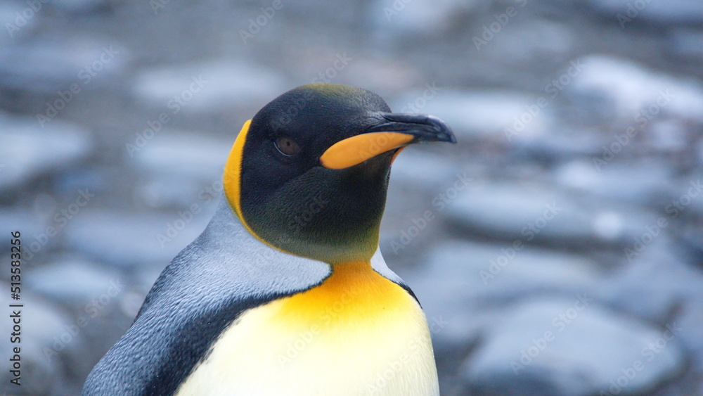 Fototapeta premium Close up of a King penguin (Aptenodytes patagonicus) at Gold Harbor, South Georgia Island