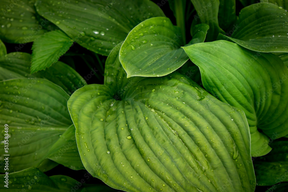 Obraz premium green background of hosta leaves. natural background.