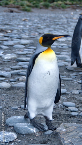 King penguin (Aptenodytes patagonicus) on the beach at Gold Harbor, South Georgia Island