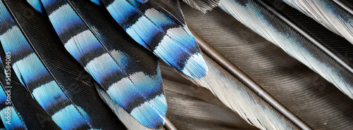 Obraz na płótnie blue and black jay feathers. background or texture