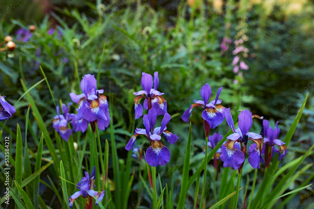 Purple iris flowers growing in a botanical garden outdoors during spring. Scenic landscape of plants with vibrant colourful petals blossoming in nature. Scenic landscape of beautiful blooms in nature Purple iris flowers growing in a botanical garden outdoors during spring. Scenic landscape of plants with vibrant colourful petals blossoming in nature. Scenic landscape of beautiful blooms in nature