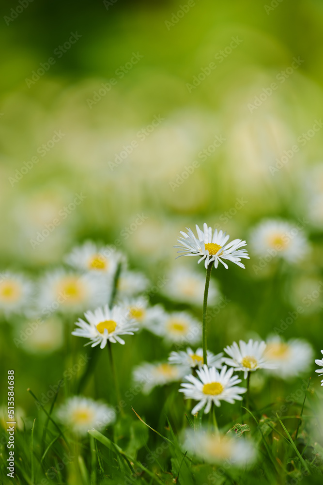 Common daisy flower growing on green lawn in a botanical garden with copyspace outdoors. Pure white petals of plants with yellow pistil center blooming in spring and summer. Scenic natural landscape Common daisy flower growing on green lawn in a botanical garden with copyspace outdoors. Pure white petals of plants with yellow pistil center blooming in spring and summer. Scenic natural landscape