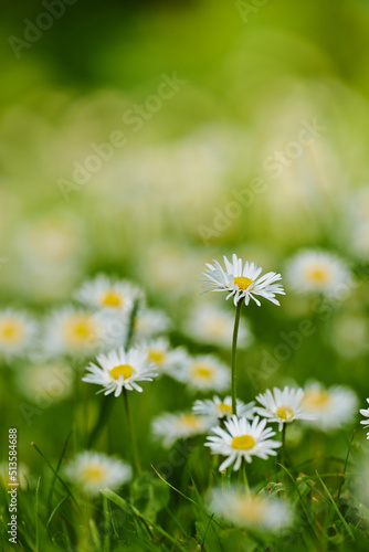 Common daisy flower growing on green lawn in a botanical garden with copyspace outdoors. Pure white petals of plants with yellow pistil center blooming in spring and summer. Scenic natural landscape