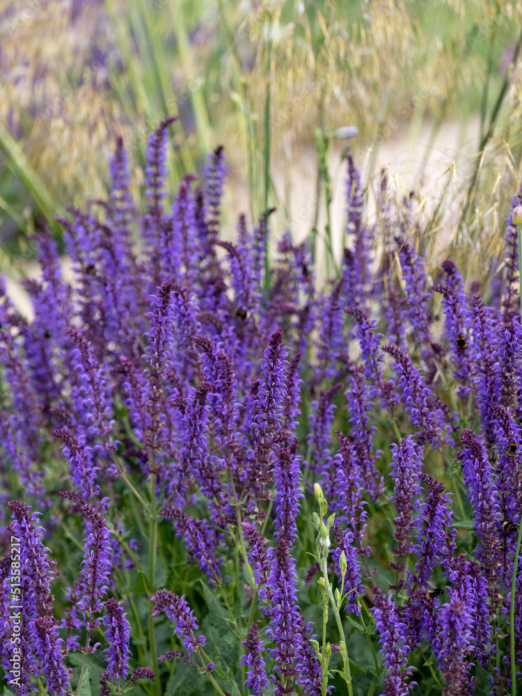 Obraz premium Salvia Rosmarinus, Sissinghurst Blue flowers in full bloom. Photographed at The Bridgewater garden, Salford, Greater Manchester UK.