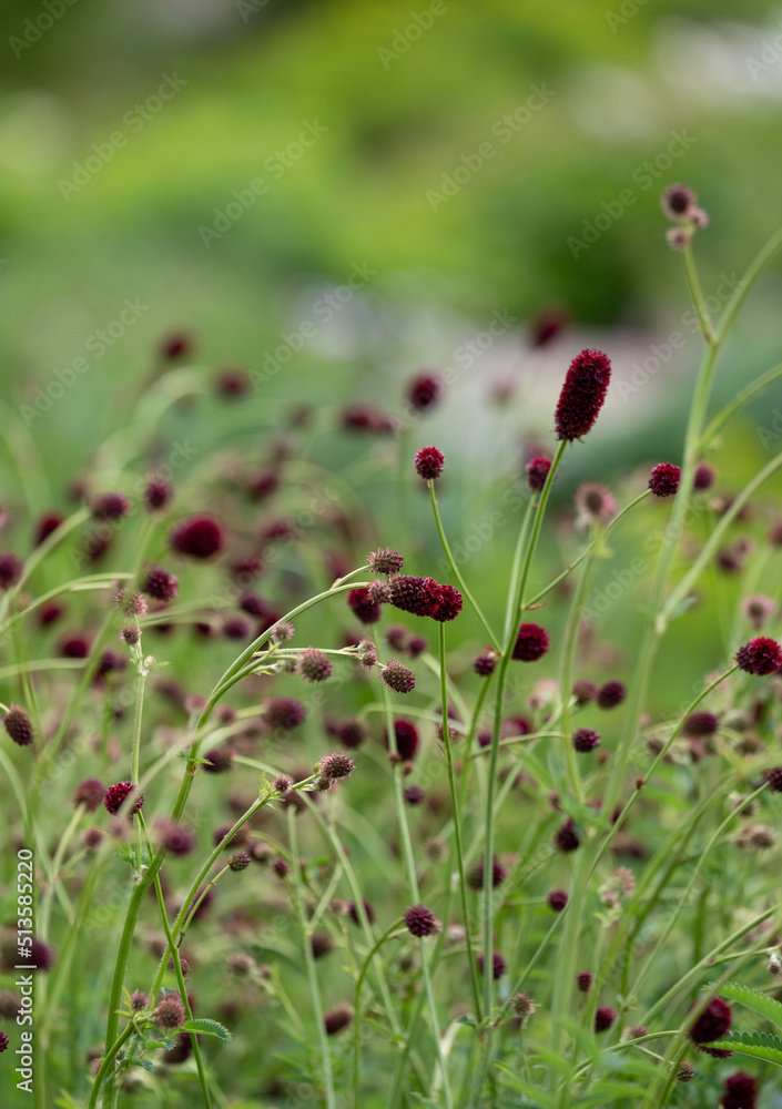 Close up of dark red, drought-resistant perennial Sanguisorba Tanna Burnet flowers in naturalistic perennial planting scheme, photographed in the RHS Bridgewater garden in Salford UK Close up of dark red, drought-resistant perennial Sanguisorba Tanna Burnet flowers in naturalistic perennial planting scheme, photographed in the RHS Bridgewater garden in Salford UK