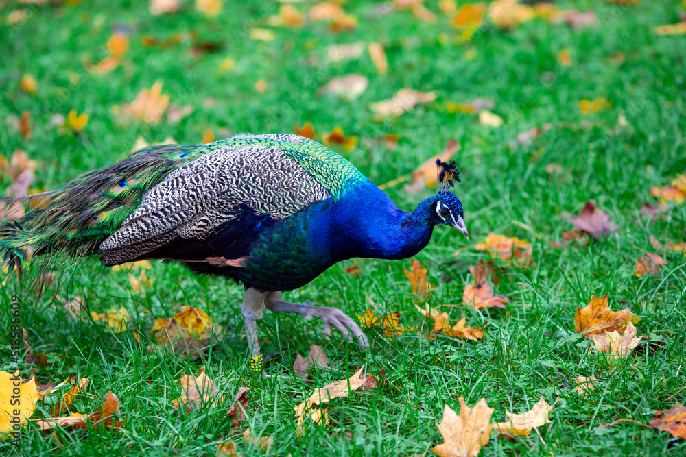 The Indian peafowl or blue peafowl, Pavo cristatus is a large and brightly coloured bird. Is a species of peafowl native to South Asia, but introduced in many other parts of the world.