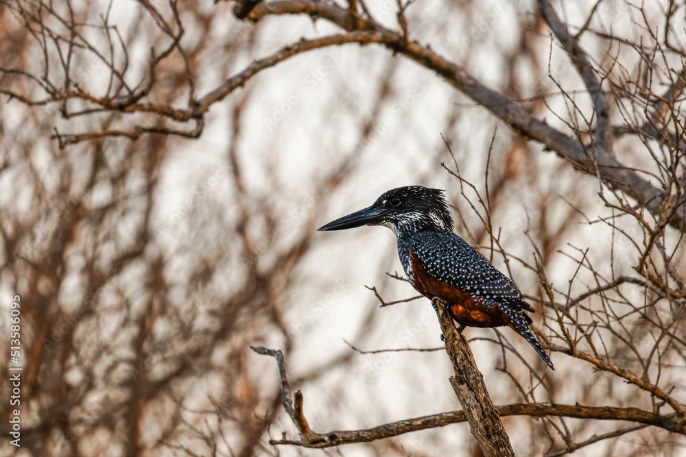 Giant Kingfisher ( Megaceryle maxima), large colored kingfisher from African rivers and lakes, St. Lucia, South Africa. Giant Kingfisher ( Megaceryle maxima), large colored kingfisher from African rivers and lakes, St. Lucia, South Africa.