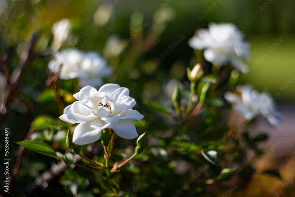 White rose in garden with beautiful bokeh background. White rose flower in the evening garden. White roses in the evening light in the garden White rose in garden with beautiful bokeh background. White rose flower in the evening garden. White roses in the evening light in the garden
