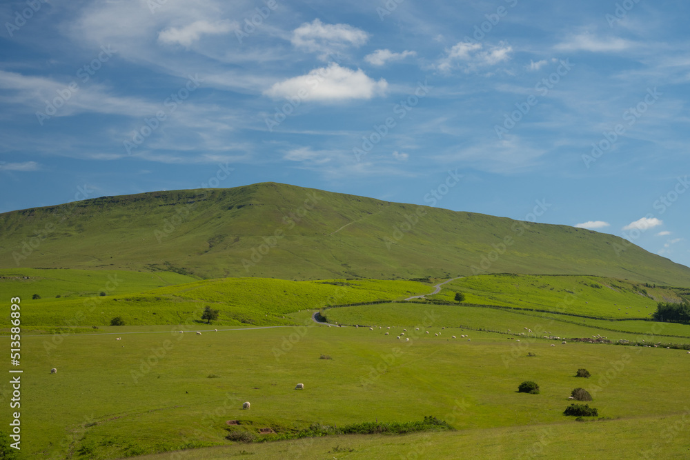 Green field full of sheep grazing under the Black Mountains in Wales