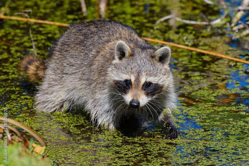 Naklejka premium Raccoon in the marsh