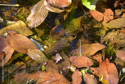 walnut leaves in autumn in the water