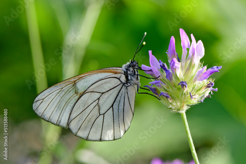 Black-veined white // Baum-Weißling (Aporia crataegi)  © bennytrapp