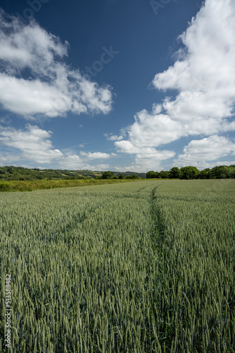 Barley crop with tractor lines in the field under blue sky and clouds in Wales