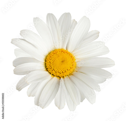 Chamomile flower isolated. Head of chamomile on white background.