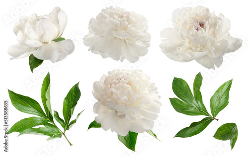 Fototapeta Naklejka Na Ścianę i Meble -  Set of white peonies isolated on white. White flowers with leaves on white background
