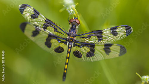 Dragonfly resting on a stem near a lake.