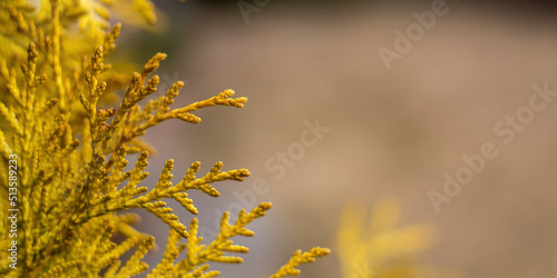 Banner of yellow thuja. Natural background
