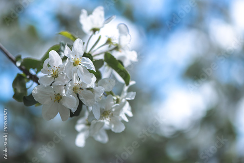 beautiful white apple blossoms. spring  copy space