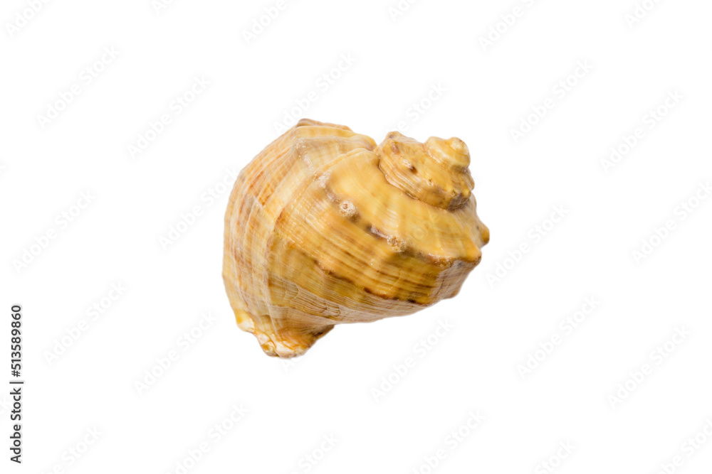 Sea shell isolated on white background. Close up seashell top view Sea shell isolated on white background. Close up seashell top view