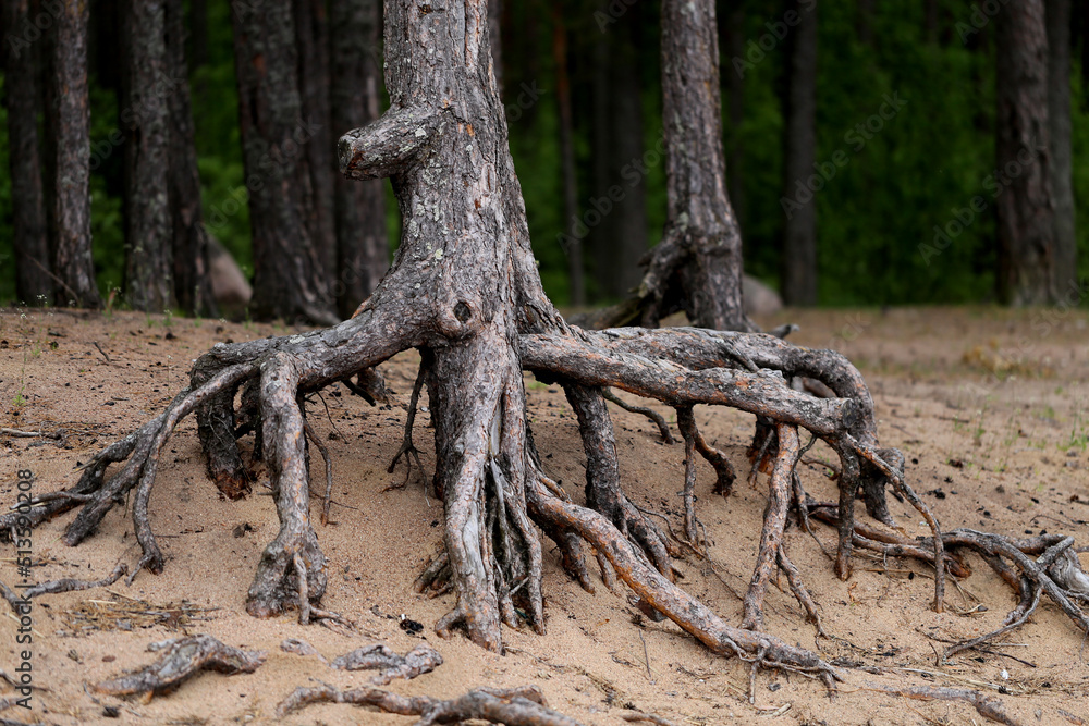 Photo roots of pine trees