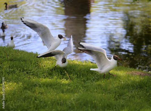 White gulls in a park