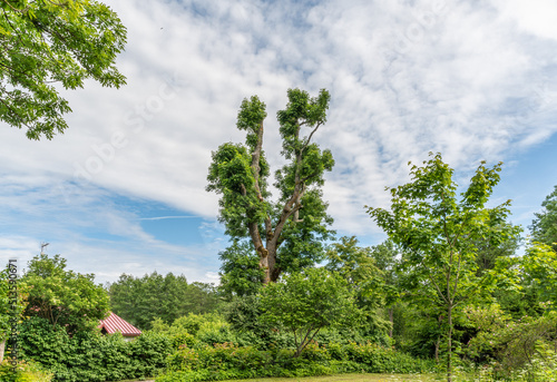 tree in the field