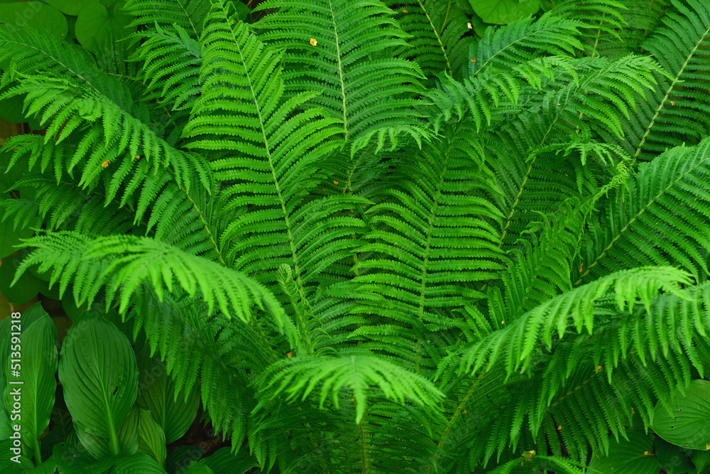 Bright green fern leaf thriving in a garden. Group of fern plants growing in lush vibrant tropical environment Fresh floral tree with vine-like textures for outdoor shade or earthy, nature decoration Bright green fern leaf thriving in a garden. Group of fern plants growing in lush vibrant tropical environment Fresh floral tree with vine-like textures for outdoor shade or earthy, nature decoration