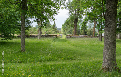 trees in the park