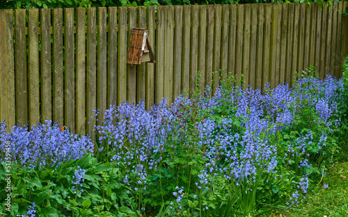 Landscape of blue flowers in a lush forest in summer. Purple plants growing in a botanical garden in spring. Beautiful violet flowering plants budding against a wooden fence in a yard