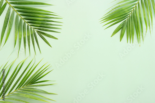 Image of tropical green palm over pastel background