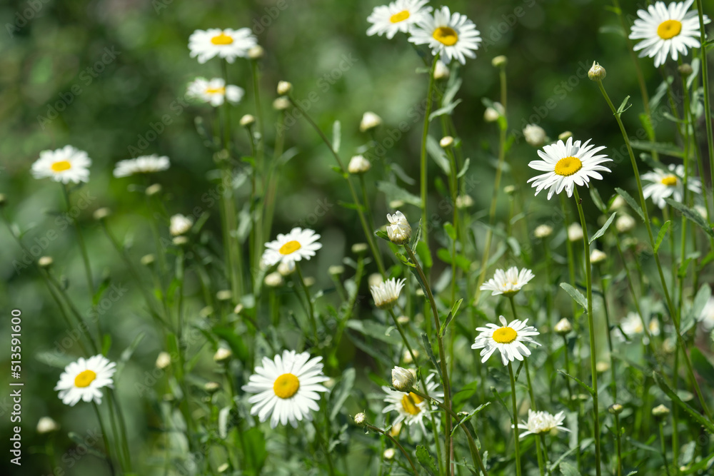 white field daisies in natural growing conditions on a sunny day white field daisies in natural growing conditions on a sunny day