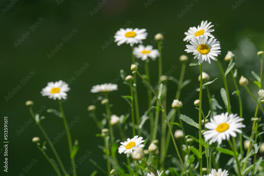 white field daisies in natural growing conditions on a sunny day white field daisies in natural growing conditions on a sunny day