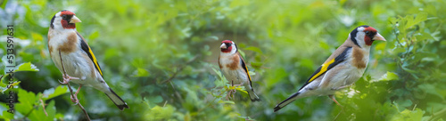 The European goldfinch Carduelis carduelis