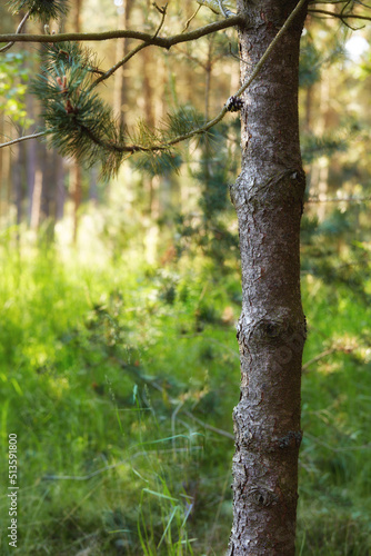 Closeup trunk of a pine tree growing in the forest on a summer day in Denmark. Peaceful natural landscape in the wild. Tree bark texture and lush green grass growing in a remote location in nature