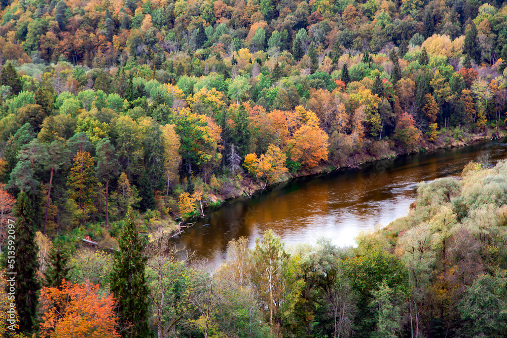 Aerial view of the autumn forest and the Gauja river from the Gaizinkalns mountain in Sigulda, Latvia