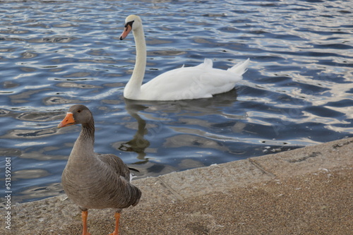 The birds in the pond at Kensington Palace photo