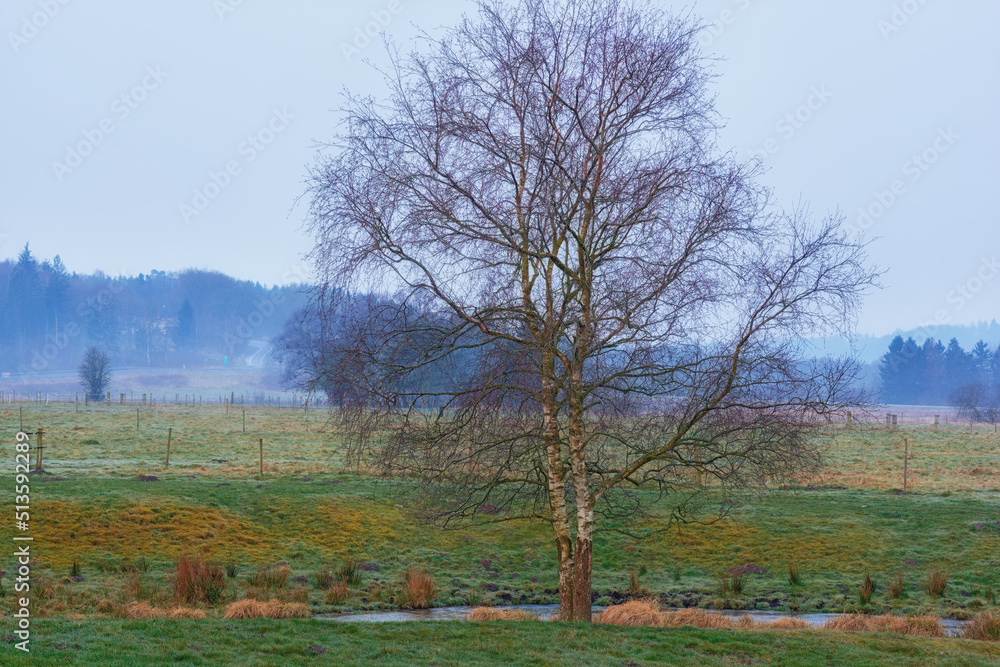 Obraz premium A pond surrounded by a forest with a dry bare tree in winter in the countryside. A landscape view of an old pond with dry wood sticking out of the water. A forest tree on the bay of a pond or lake