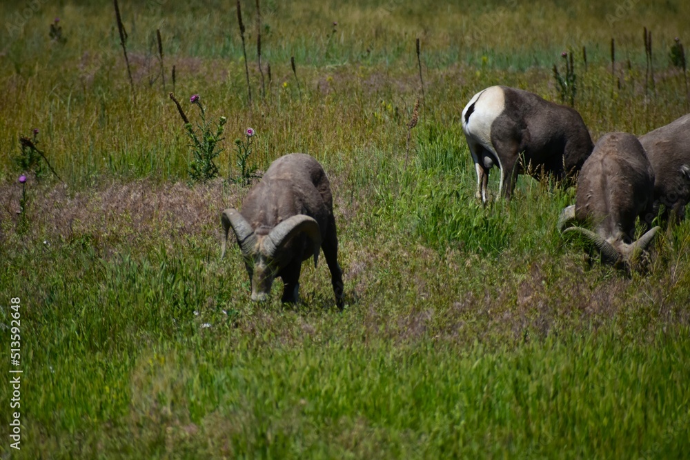 Fototapeta premium A group of Bighorn sheep grazing in a field