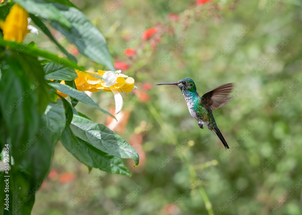 Fototapeta premium Dainty, female Blue-chinned Sapphire hummingbird, Chlorestes notata, flying next to a yellow Shrimp Plant flower in a tropical garden. Bird